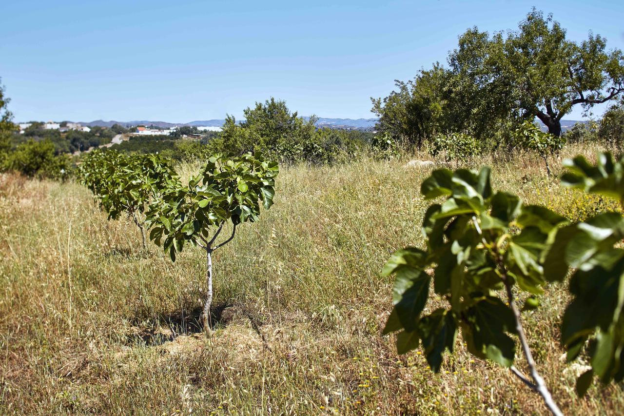 Monte Do Alamo - Turismo Rural Tavira Exteriér fotografie